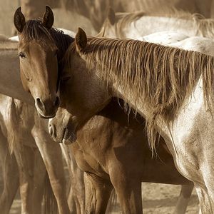 Sally Linden - Horses Amour - Art Print of Nuzzling Horses
