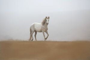 Sally Linden - White Stallion - Horse Art Print