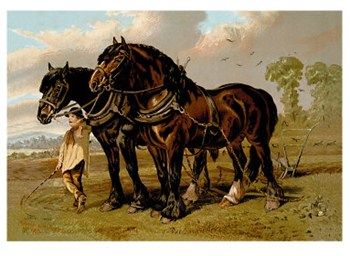 Samuel Sidney - Clydesdale Stallion & Mare - Horse Print