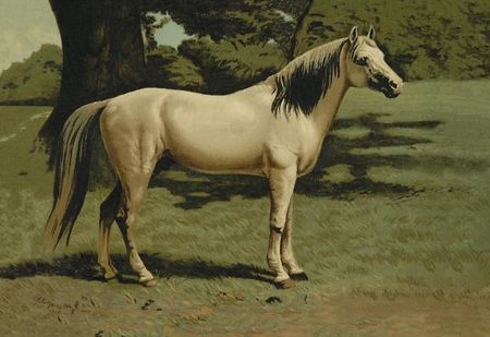 Samuel Sidney - General Grants Charger, 1900 - Horse Print