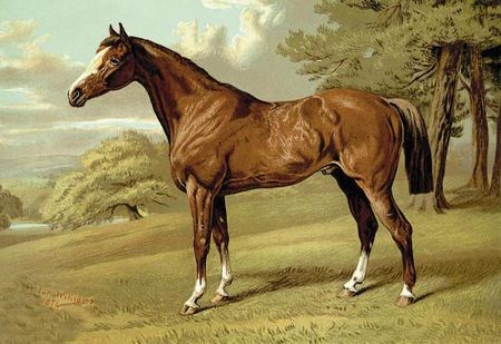 Samuel Sidney - Stilton - A Hunter, 1900 - Horse Print