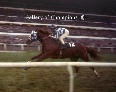 Secretariat In Canadian International at Woodbine - Framed & Unframed