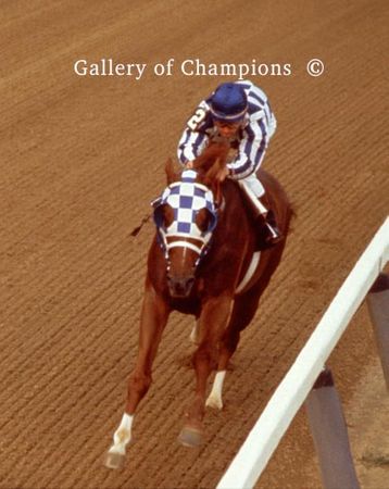 Secretariat In The 1973 Belmont Stakes Turn - Framed & Unframed Photo