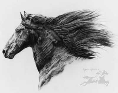 Sheri Greves-Neilson - Friesian DISCONTINUED
