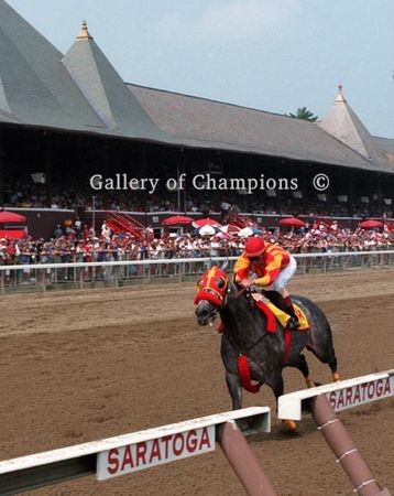 Skip Away in Saratoga Workout