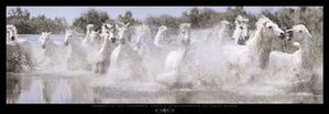 Steve Bloom - Horses in the Camargue, France - Horse Print