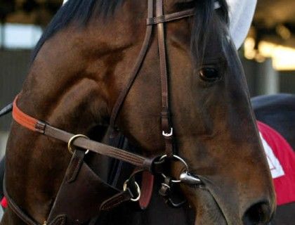 Street Sense Portrait - Thoroughbred Horse Photo
