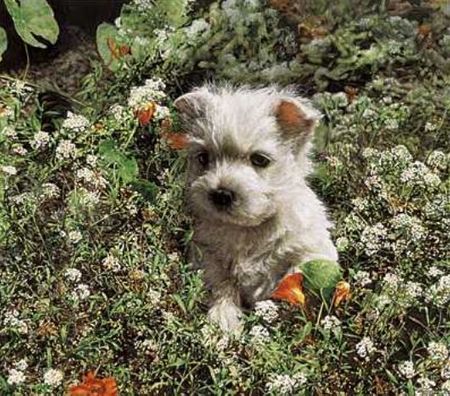 Sueellen Ross - Great Big World - Puppy in Flowers Print