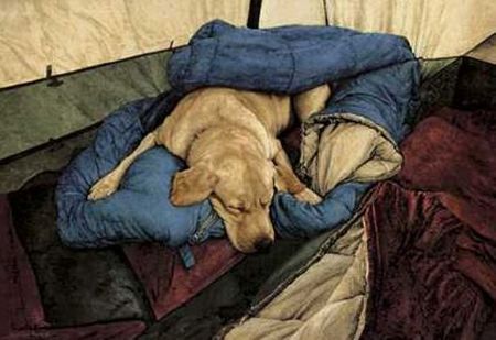Sueellen Ross - Happy Camper - Yellow Lab in Sleeping Bag Print