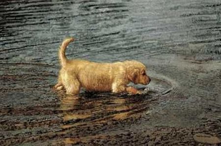 Sueellen Ross - Water Baby - Golden Retriever Puppy Wading in Water