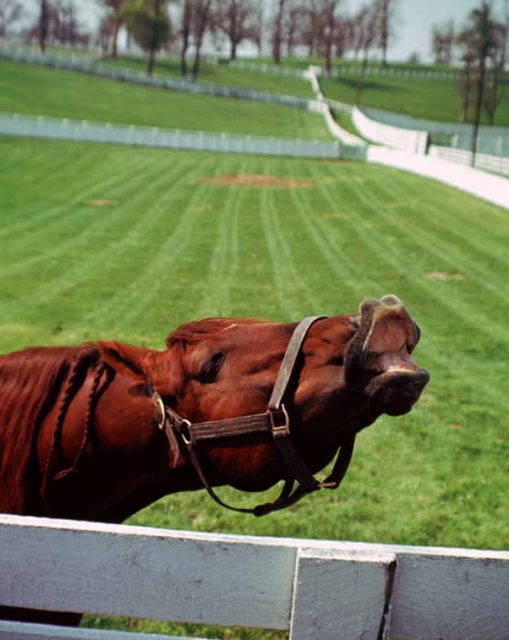 Swaps Laughing Thoroughbred Race Horse Photo