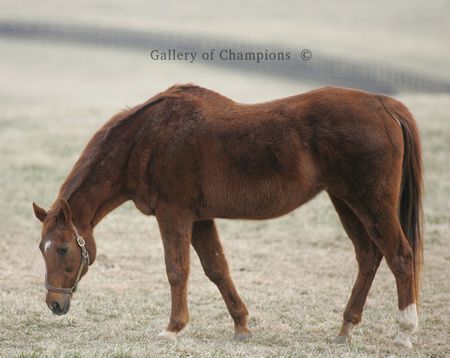 Terlingua Photo - Dam of Storm Cat