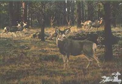 Tim Cox - Blue River Muley UNAVAILABLE