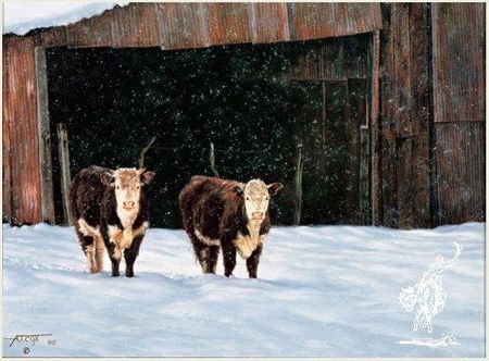 Tim Cox - Hicks Hereford Heifers UNAVAILABLE
