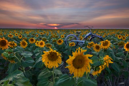 Todd Van Fleet - Hidden Sunflowers - Signed Bicycle Canvas Giclee