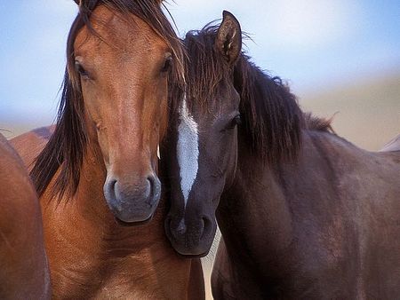 Tony Stromberg - Lovers - NEW! - Horse Print