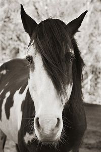 Traer Scott - Pale Eyed Stallion - Horse Print