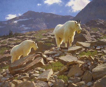 Tucker Smith - Glacier Goats - Mountain Goat Print