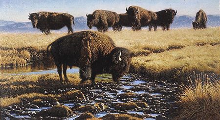 Tucker Smith - Soda Springs - Bison Print