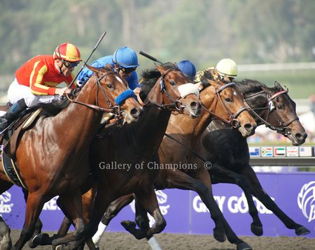 Vale of York - 2009 Breeder's Cup Winning Horse Photo