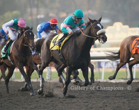 Zenyatta in the 2009 Breeder's Cup Classic - Stretch