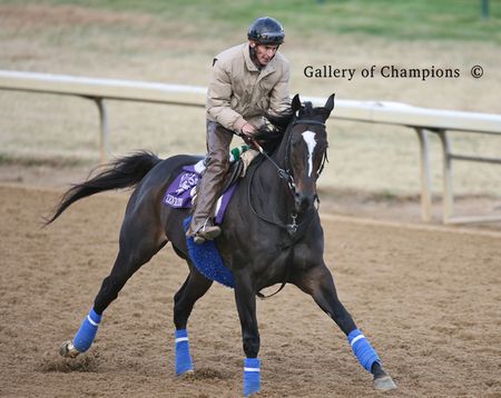 Zenyatta Workout Photo Two