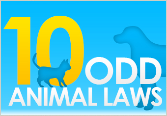 10 Animal Laws That You Wont Believe Are Real