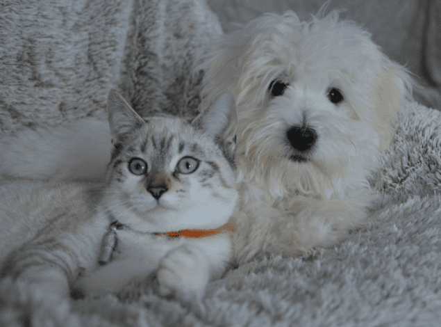 10 Best Dog Breeds for Cats