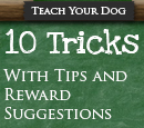 10 Dog Tricks