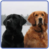 10 Foods Your Dog Can't Eat