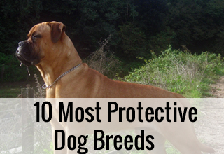 Rawr! The Top 10 Most Protective Dog Breeds (To Keep Your Home Safe)