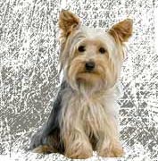 10 Products To Keep Your Pet From Getting Lost