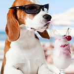 10 Summertime Activities For You And Your Dog