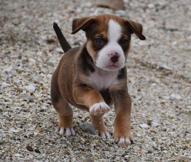 10 Tips for Housetraining Your New Puppy	