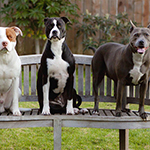 10 Tips To Better Fundraise For Animal Shelters