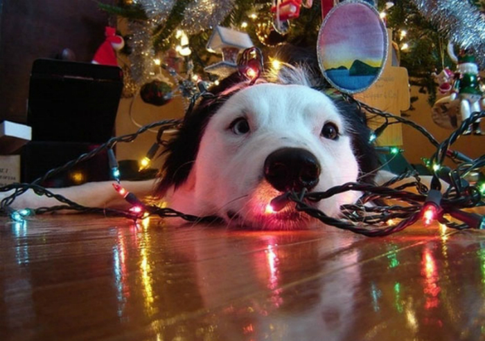 10 Ways Your Dog Can Ruin The Holidays - And How To Stop Them
