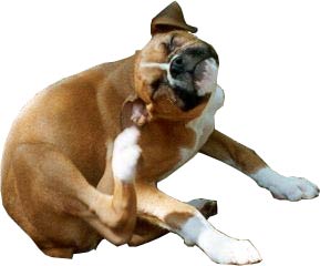 11 Reasons Why Your Pets Scratch Themselves