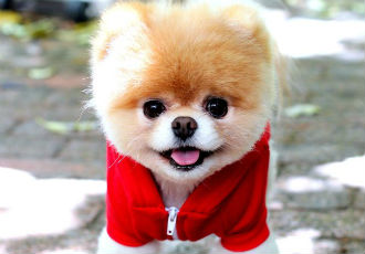 15 Adorably Fashionable Pets Who Pull Off The Color Red Better Than You