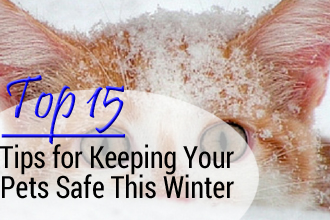 15 Helpful Tips for Keeping Your Pet Safe and Healthy This Winter
