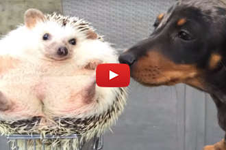2 Dachshunds And A Hedgehog, Certainly A Sight To See!