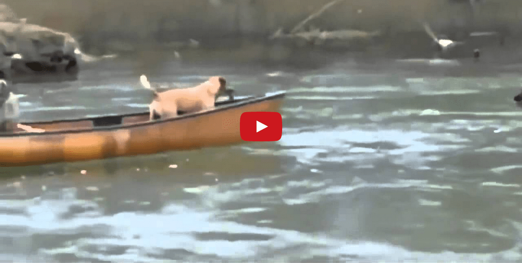 2 Dogs Saved from Imminent Peril- You'll Never Guess Who Comes to Their Rescue!