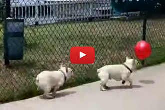 2 Frenchies And A Balloon, What Could Be Better?