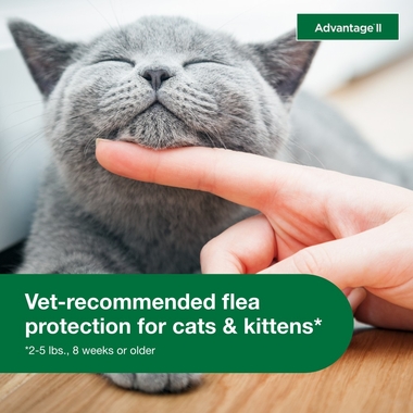 2-MONTH-ADVANTAGE-II-KITTENS