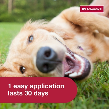 K9-ADVANTIX-II-RED-LARGE-DOG-2-PACK