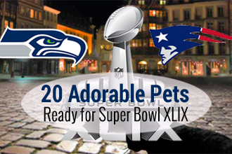 20 Adorable Dogs and Cats Who Are Ready For Superbowl XLIX