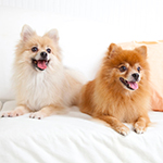 20 Tips For Living With Multiple Pets
