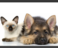 21 Essential Products For Potty Training Your Dog