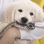 3 Things To Consider When Choosing A Veterinarian