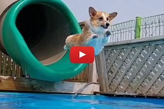 4 Corgis, A Pool AND Waterslide? We Couldn't Help But Watch