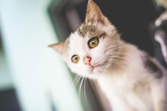 4 Ways Cats Are Good For Your Health